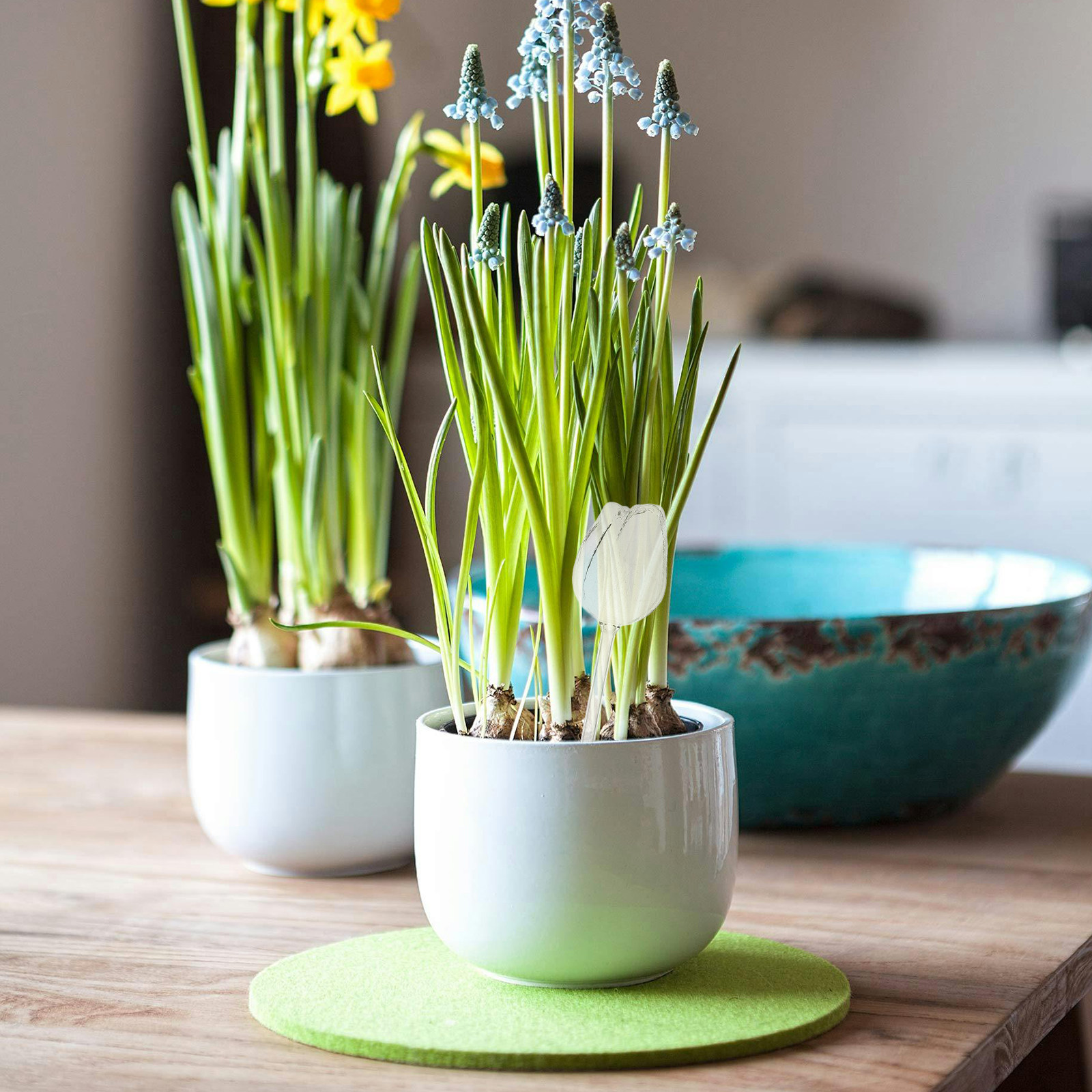 2 ชิ้น ลูกบอลรดน้ำต้นไม้แก้วบอ - Self-Watering Planter บทวิจารณ์และราคา