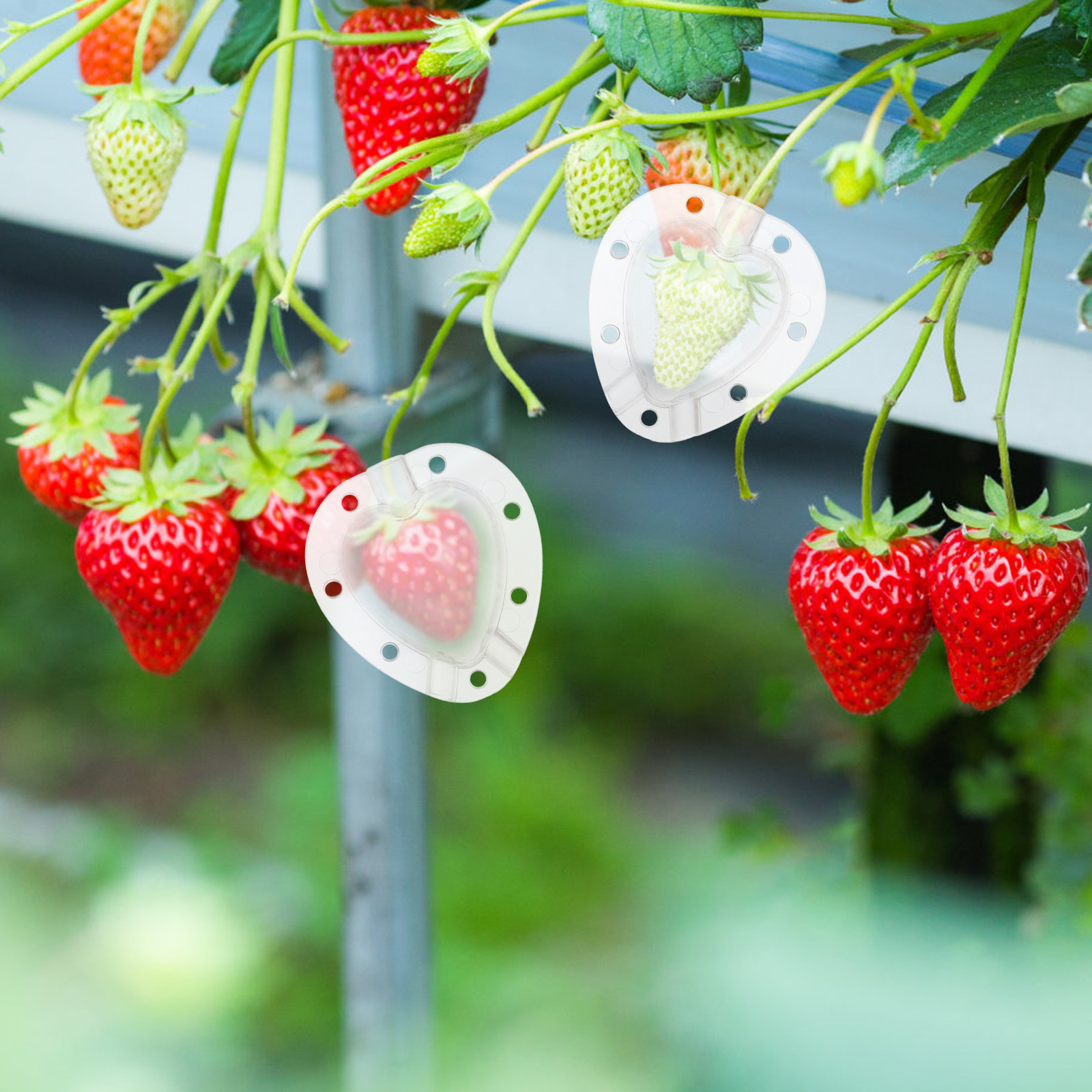 5 ชิ้น แม่พิมพ์ปลูกผักผลไม้รูป - Gardening Tools Vegetables บทวิจารณ์และราคา